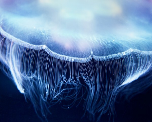 Aurelia jelly fish